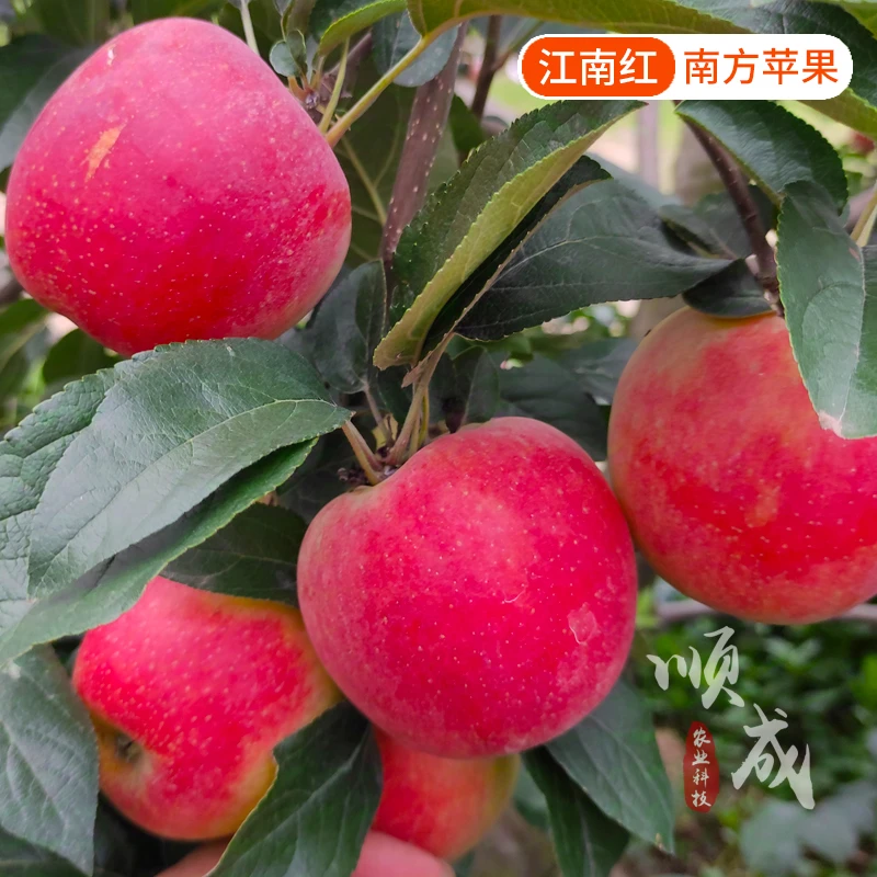 划时代的南方苹果树苗新品种江南红苹果苗甜脆多汁盆栽地栽早熟