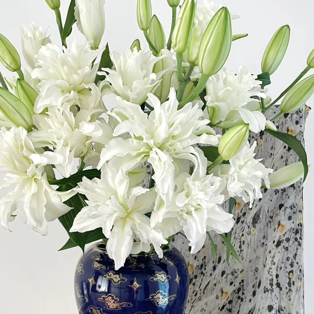 【重瓣香水百合】滑雪板重瓣香水百合（花苞中大）