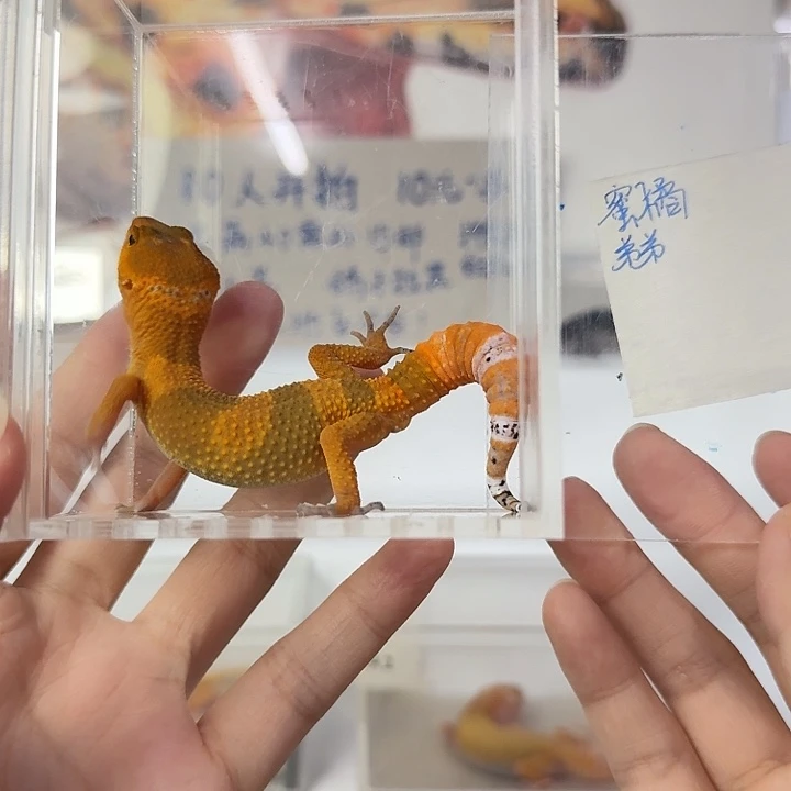豹纹守宫蜜橘，弟弟