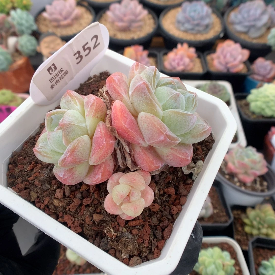 352 冰玉多肉多肉