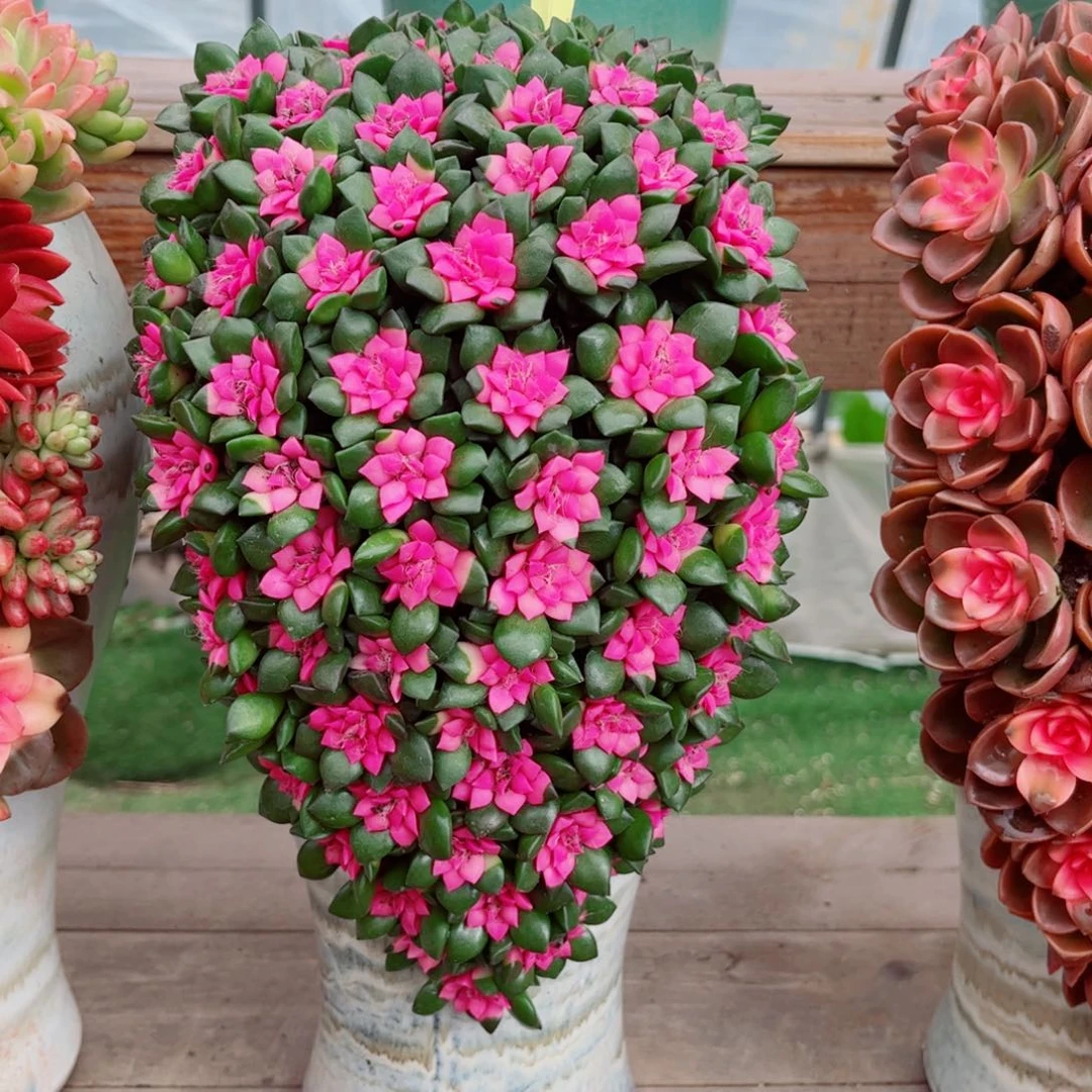 紫气东来多肉植物组合