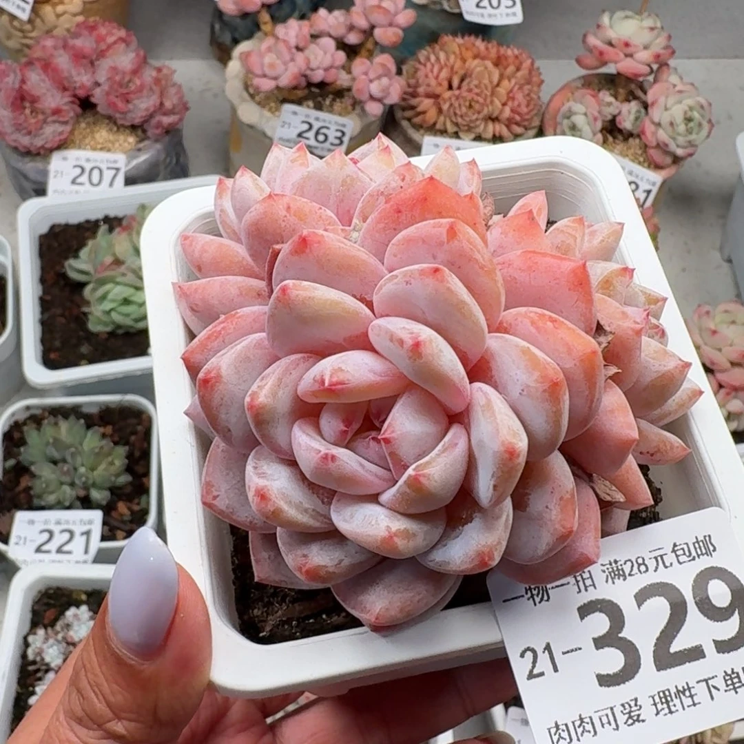 橙梦露不包整无盆土发货无盆