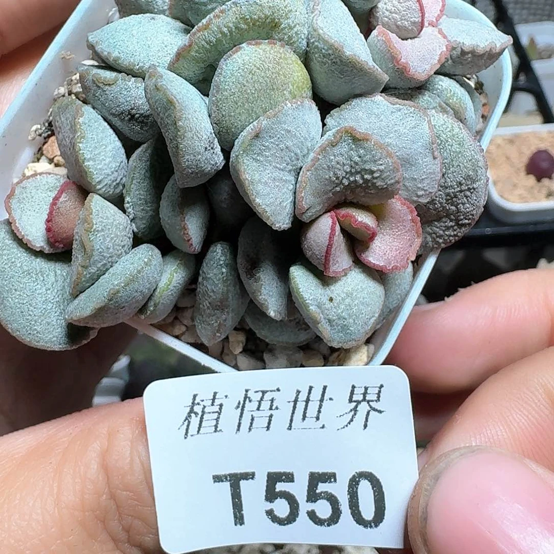 550盒多肉植物哇f v b