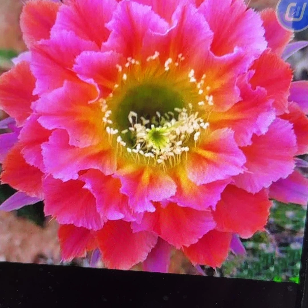 辉辉岁月彩侧牙20包邮31