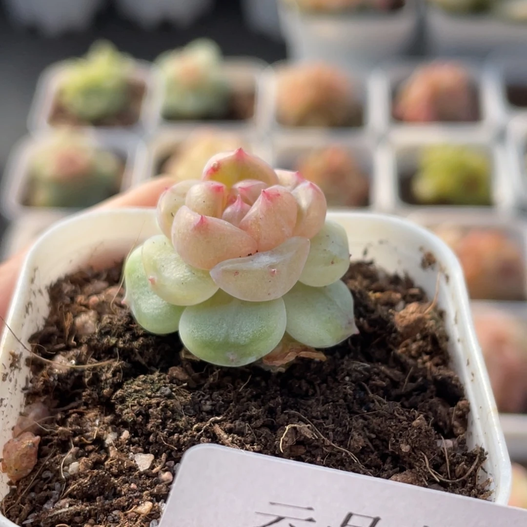 喵***喵719号糖心冰心珍妮