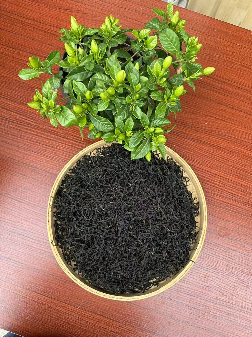 2025年白莺山古树红250克