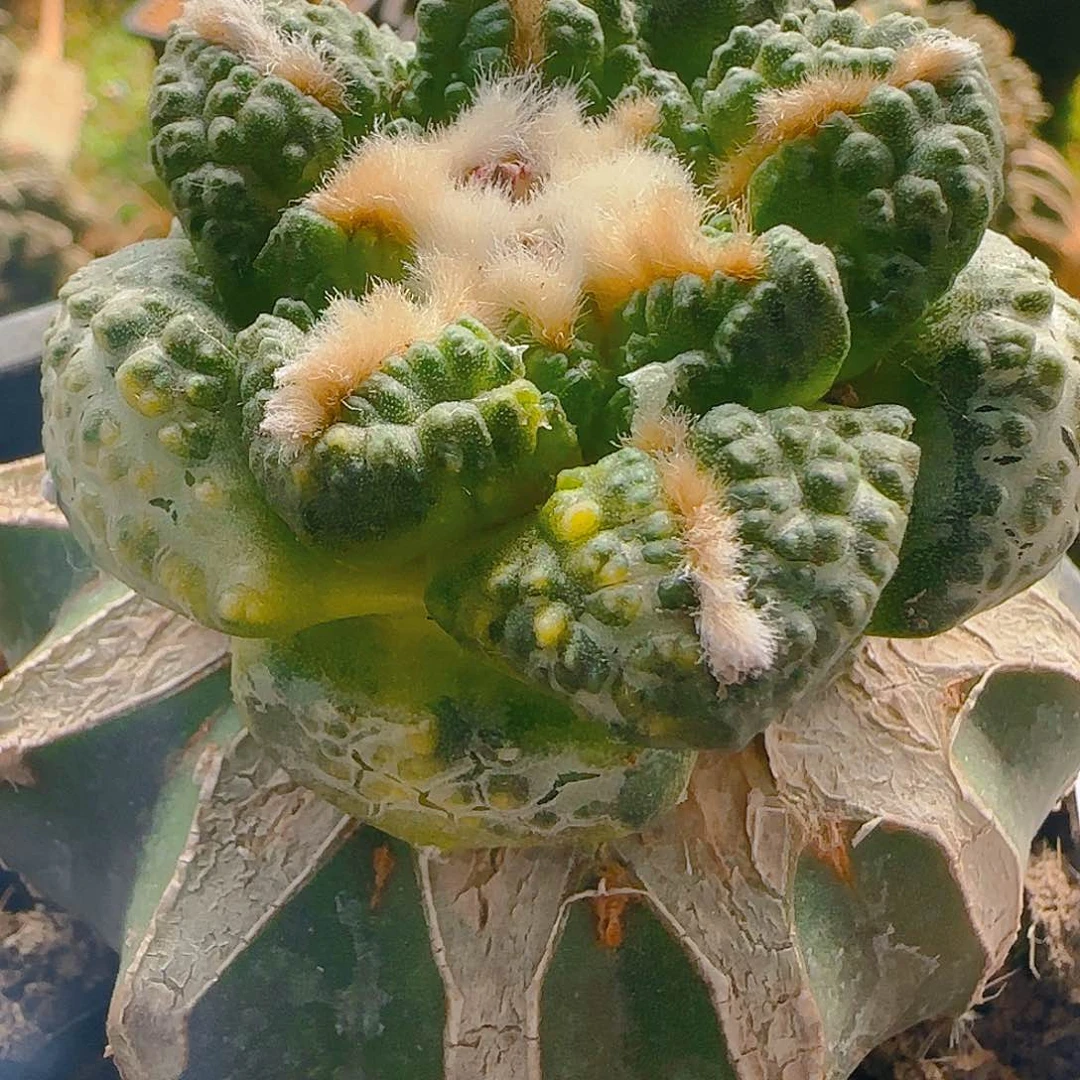 龟甲锦372仙人球