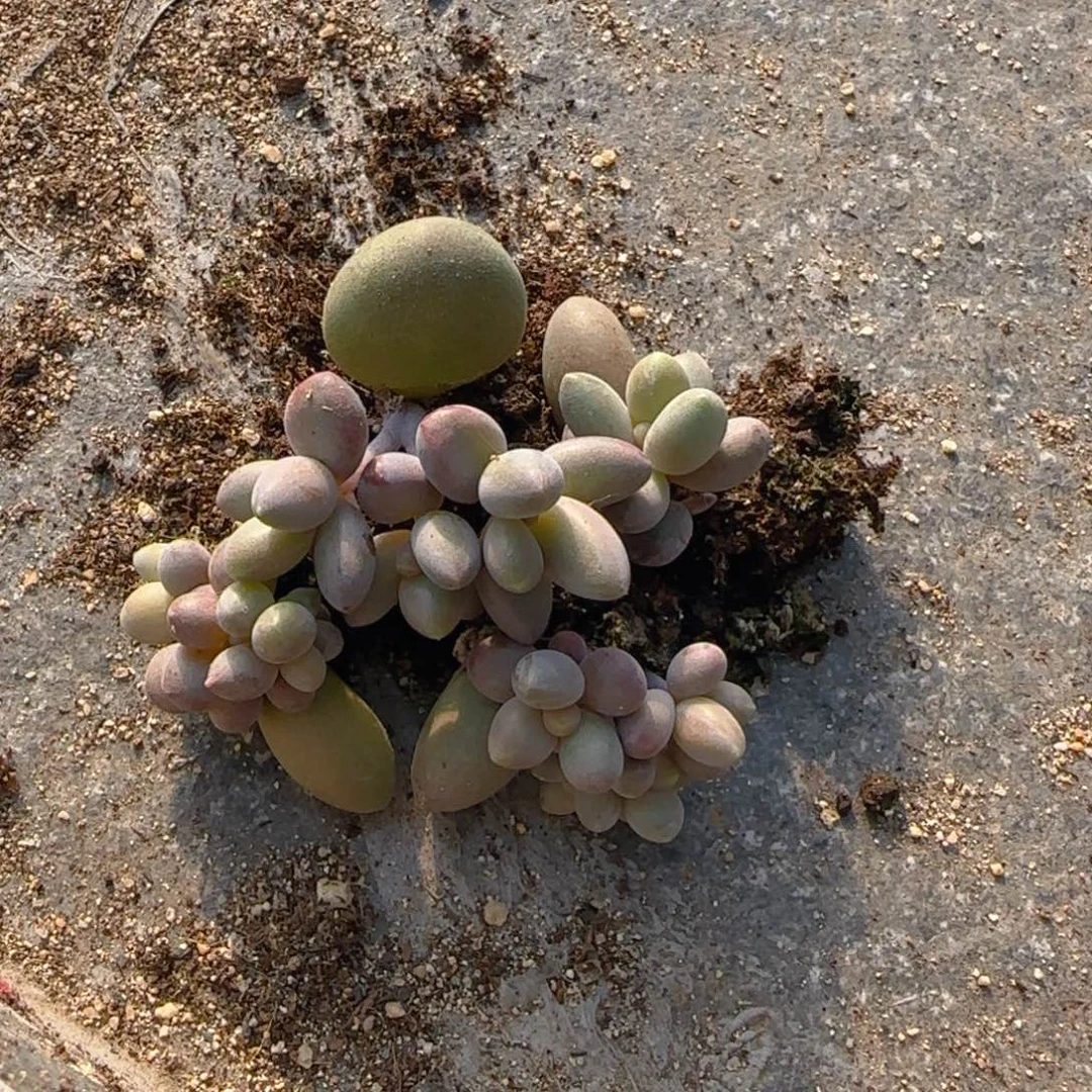 糖果美人叶插苗3头左右15颗