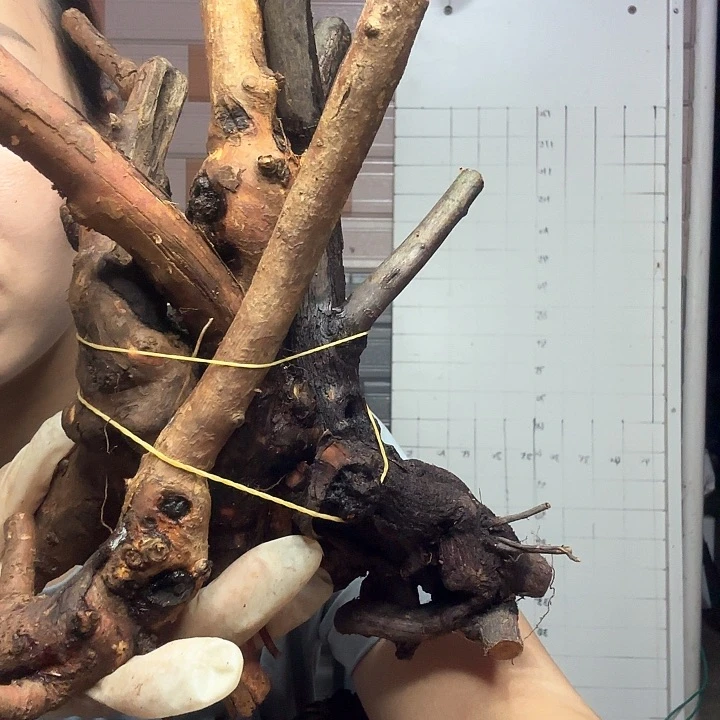 无花朵不*野蔷薇嫁接月季