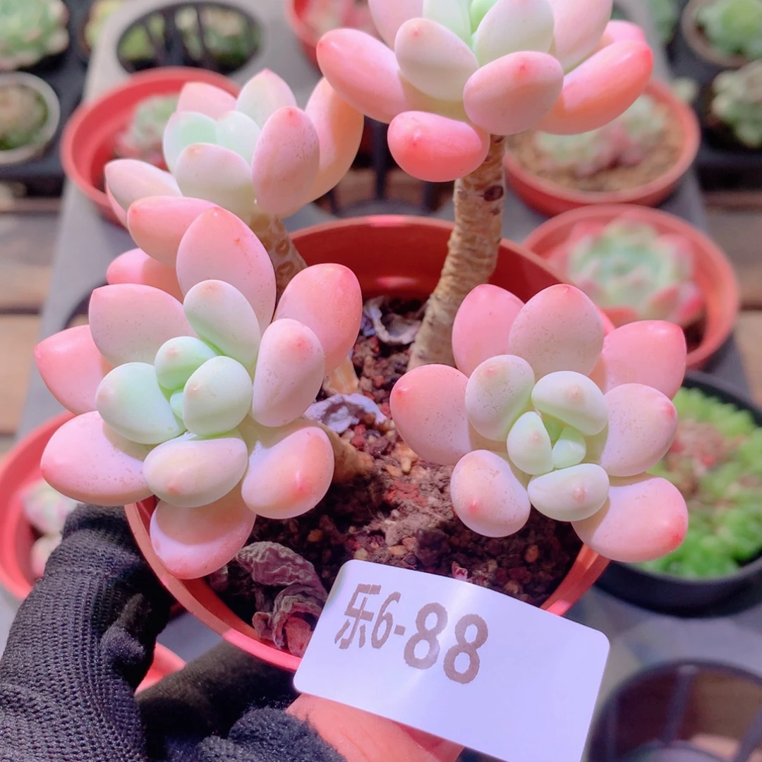 乐然 6-88 洛神群