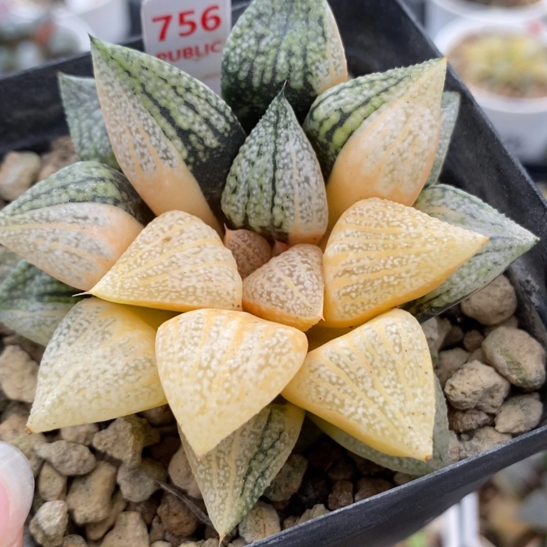 756白银锦一物一拍