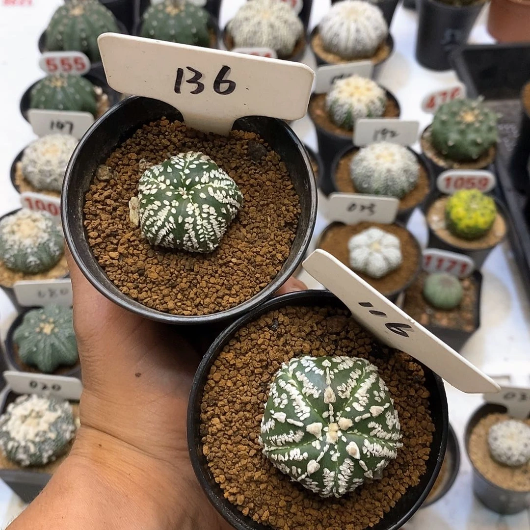 嫒***贝136，116福利特价咯福利了