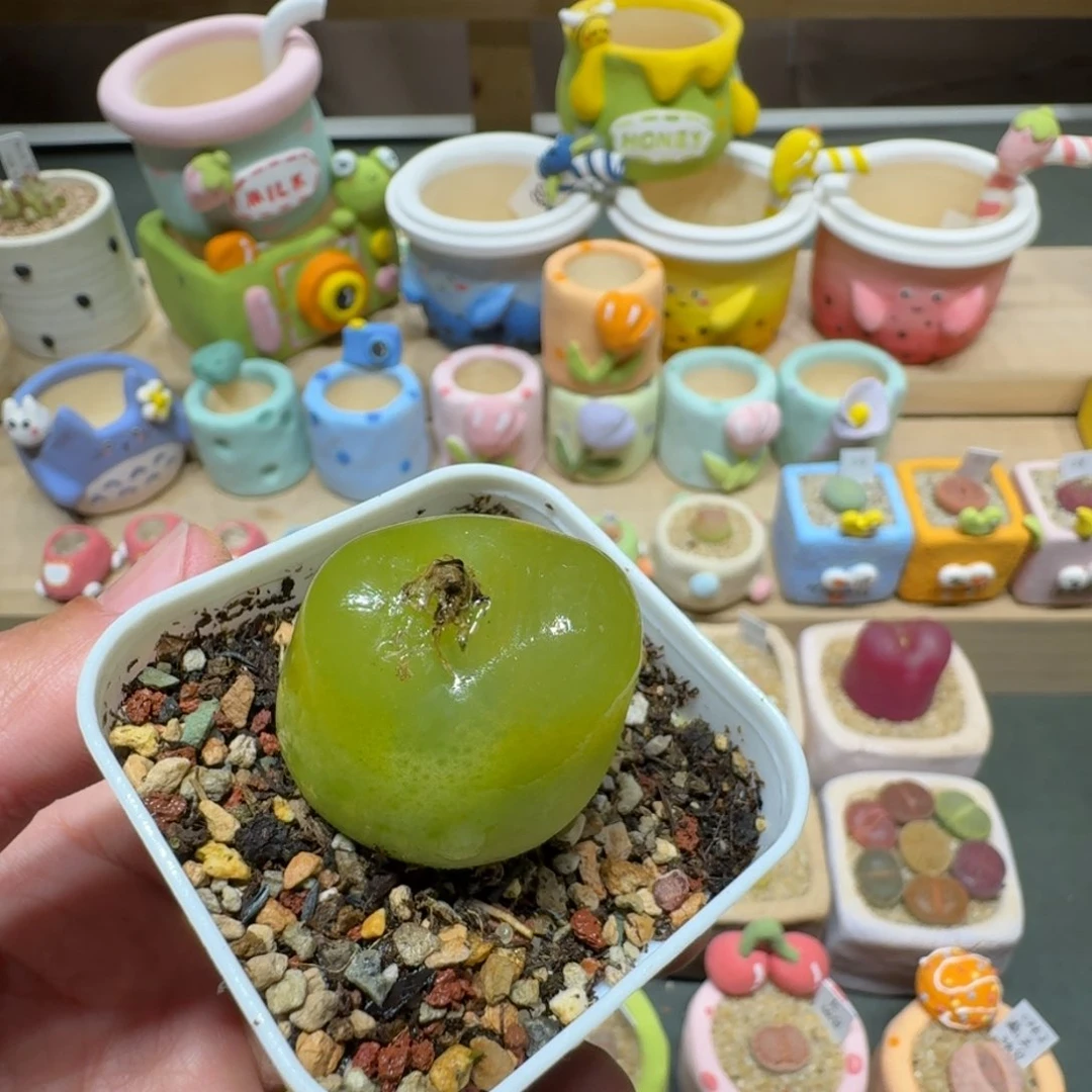 红陶蔡*宝蘑菇343毛汉尼