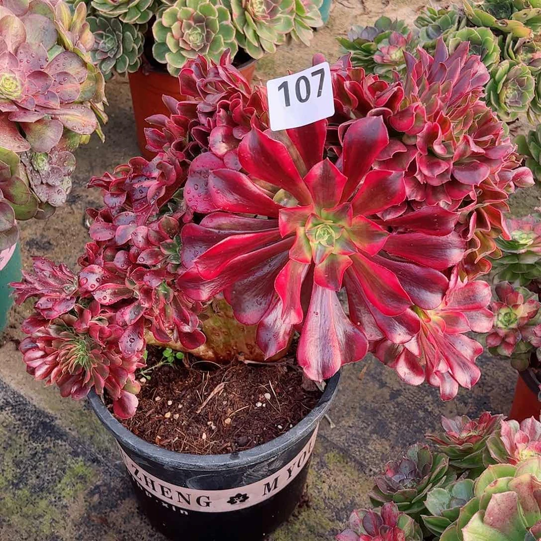 无花朵霸***字多肉植物缀107