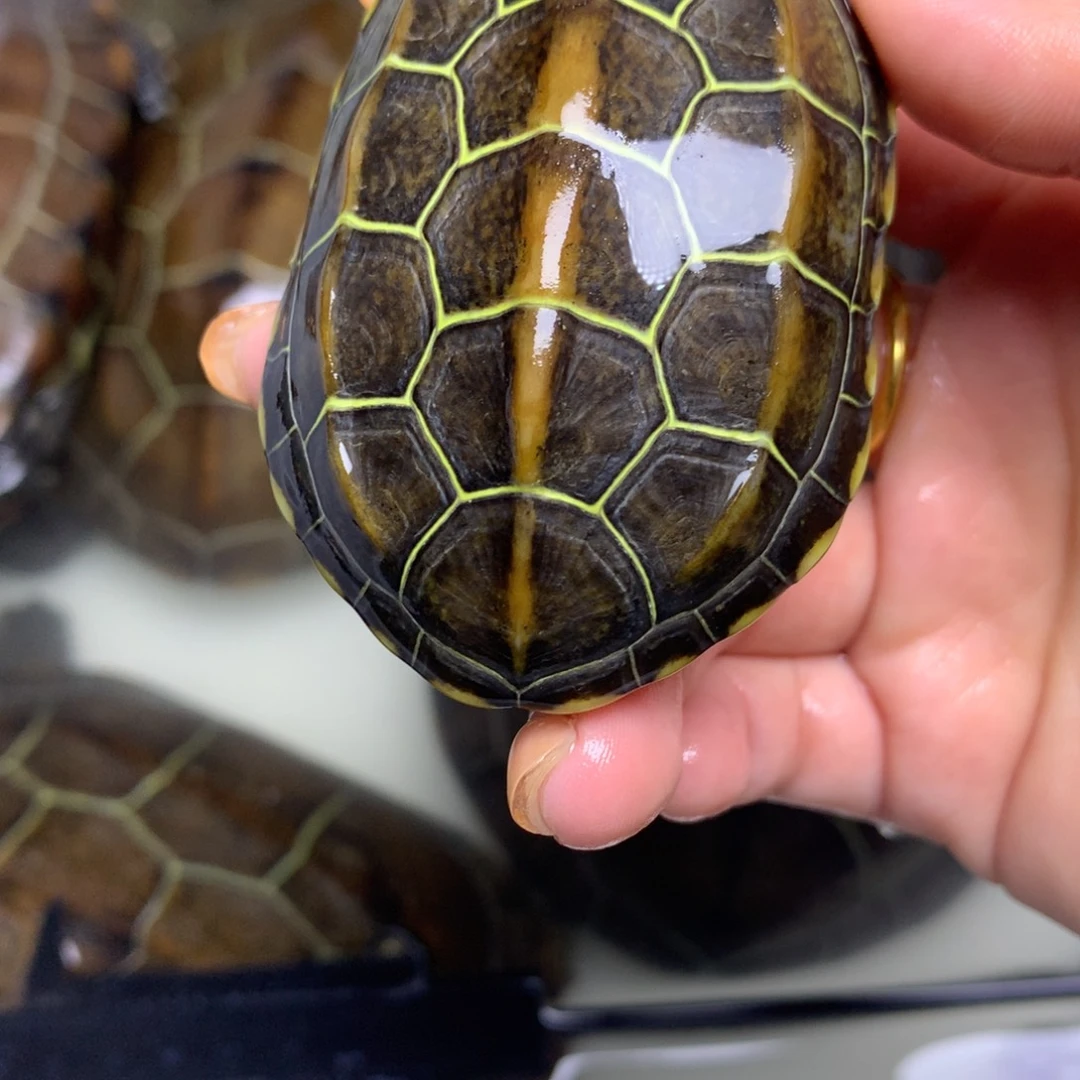 绿毛龟母中华草龟不分公母