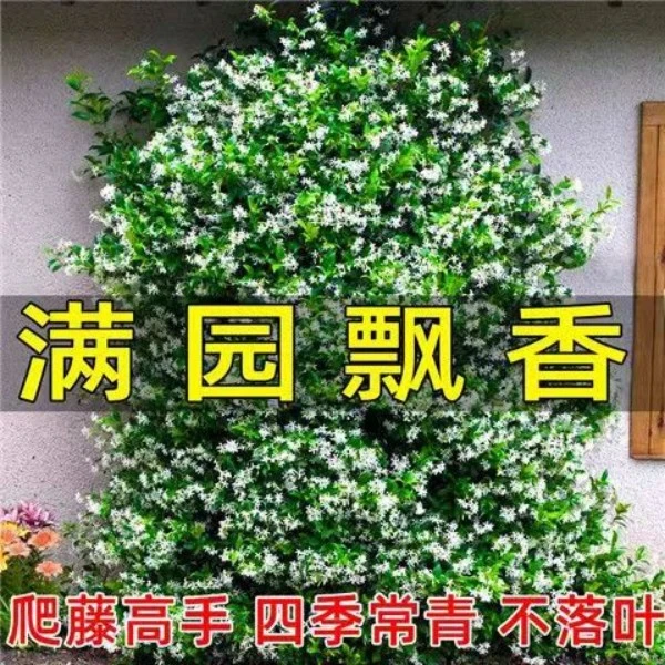 风车茉莉爬藤植物庭院盆栽四季常青银丝茉莉藤蔓耐寒花卉