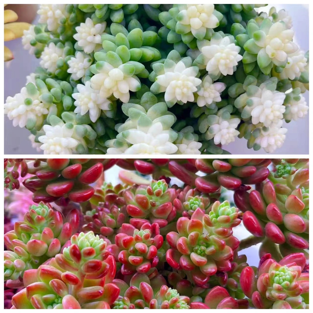 【雪花玉坠➕香格里拉】 带盆带土 耐冻好养 新手简单好管理