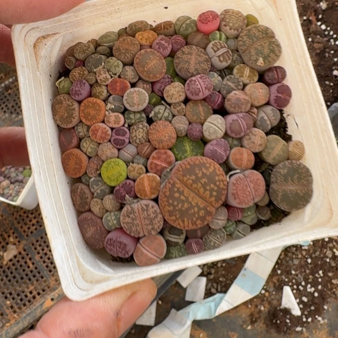 生石花一盆7cm盆量拍