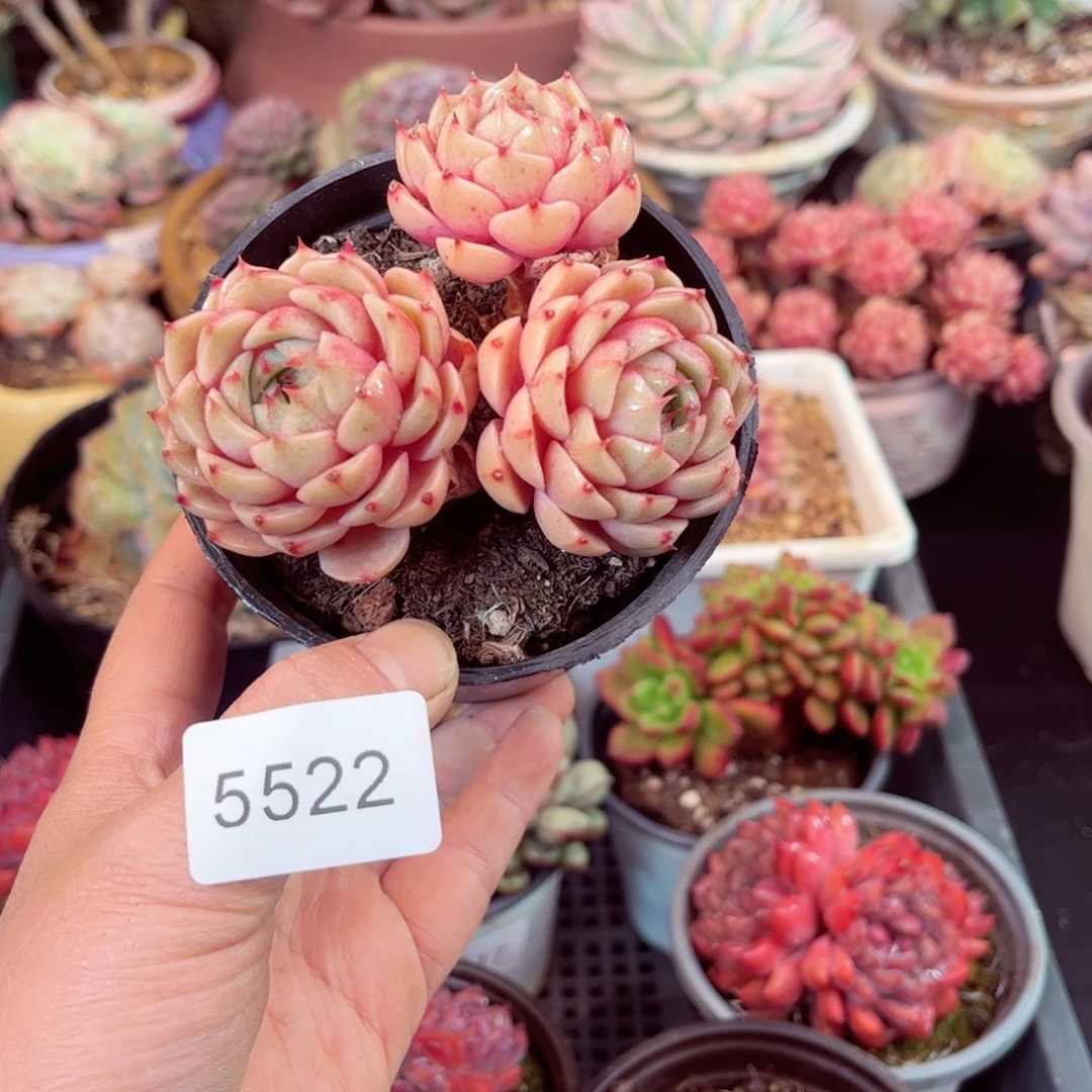 平*5522三头本吧蒂斯多肉