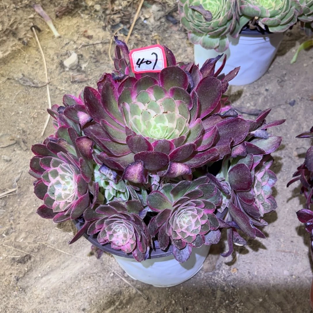 407多肉植物孔雀翎