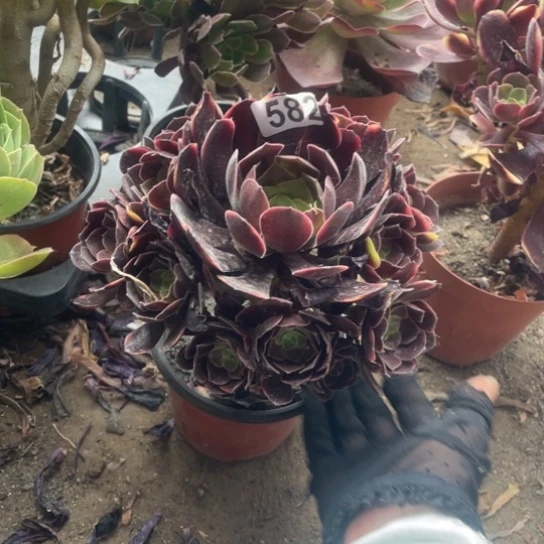 582欧嘉莉小手捧