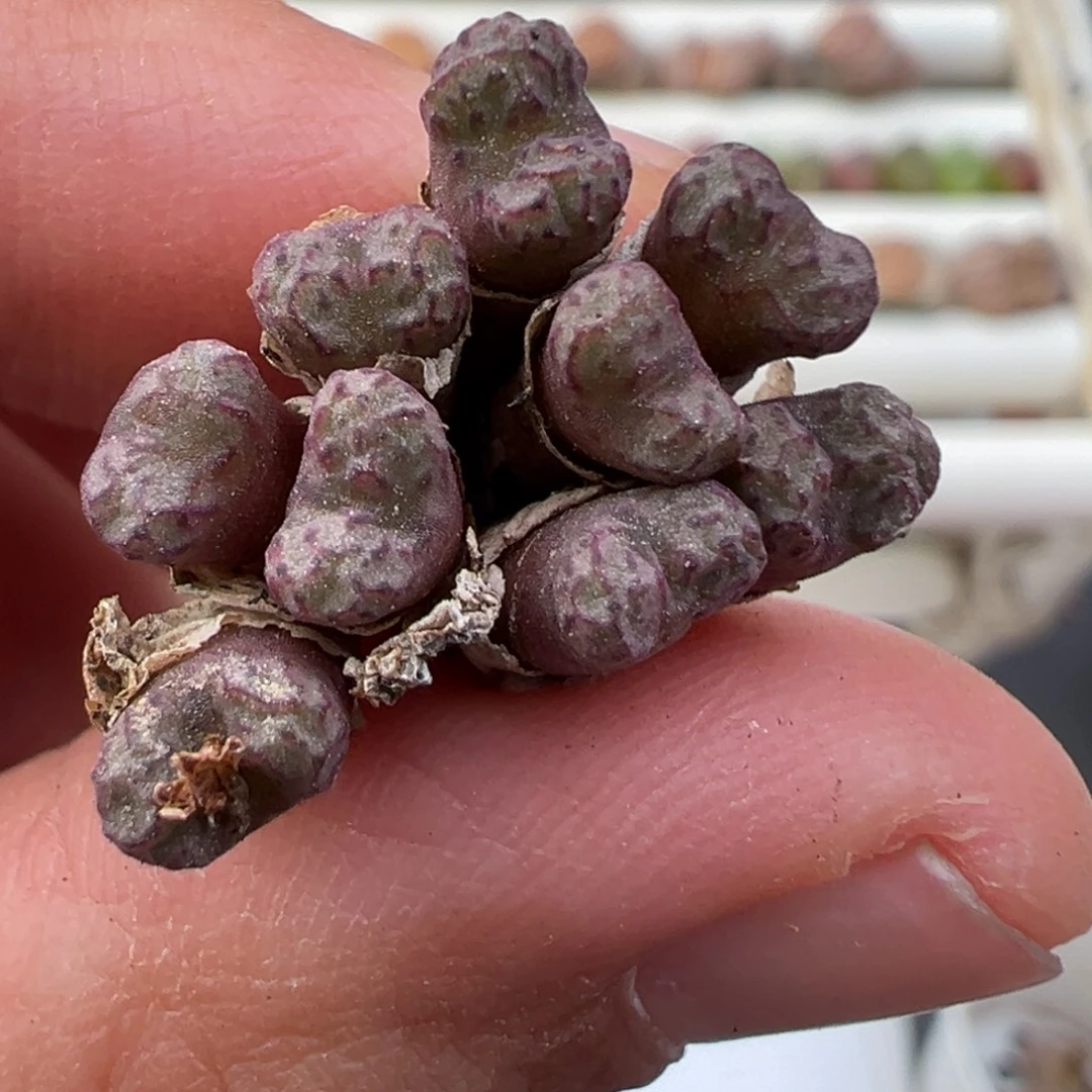 12.17好看的多肉脱土发货263