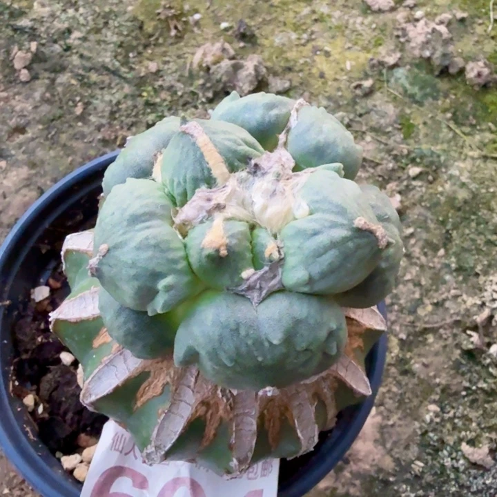 无花朵604白肌达摩蛋怒东七