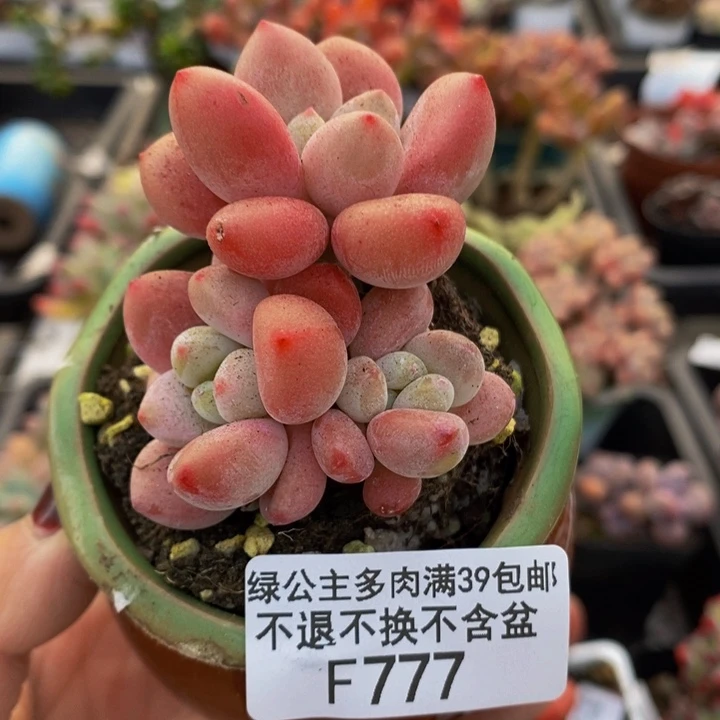 樱花洛神5vm777多肉植物