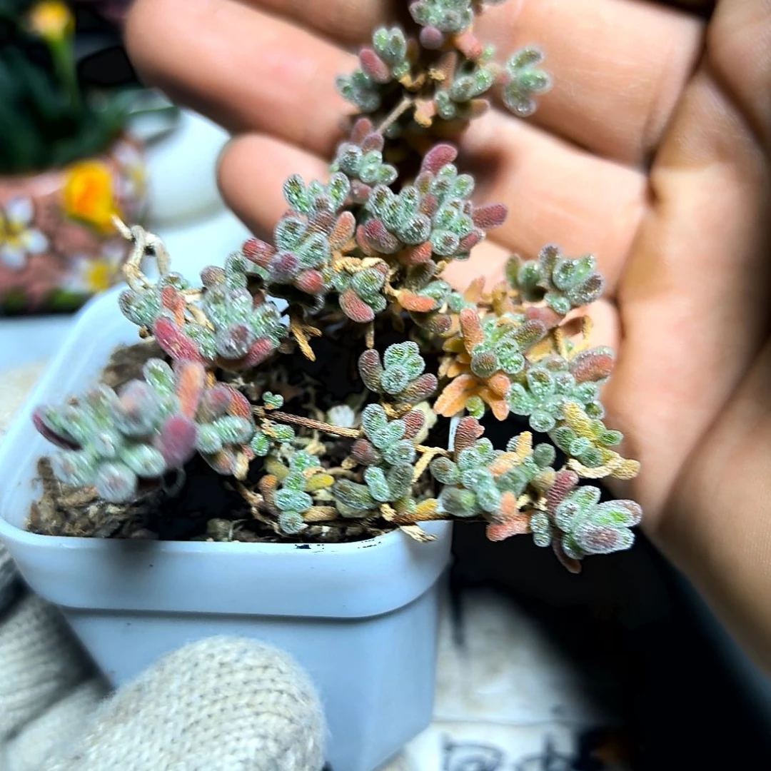 满9元包邮，冰晶老苗，绝绝子巨好，5.5元