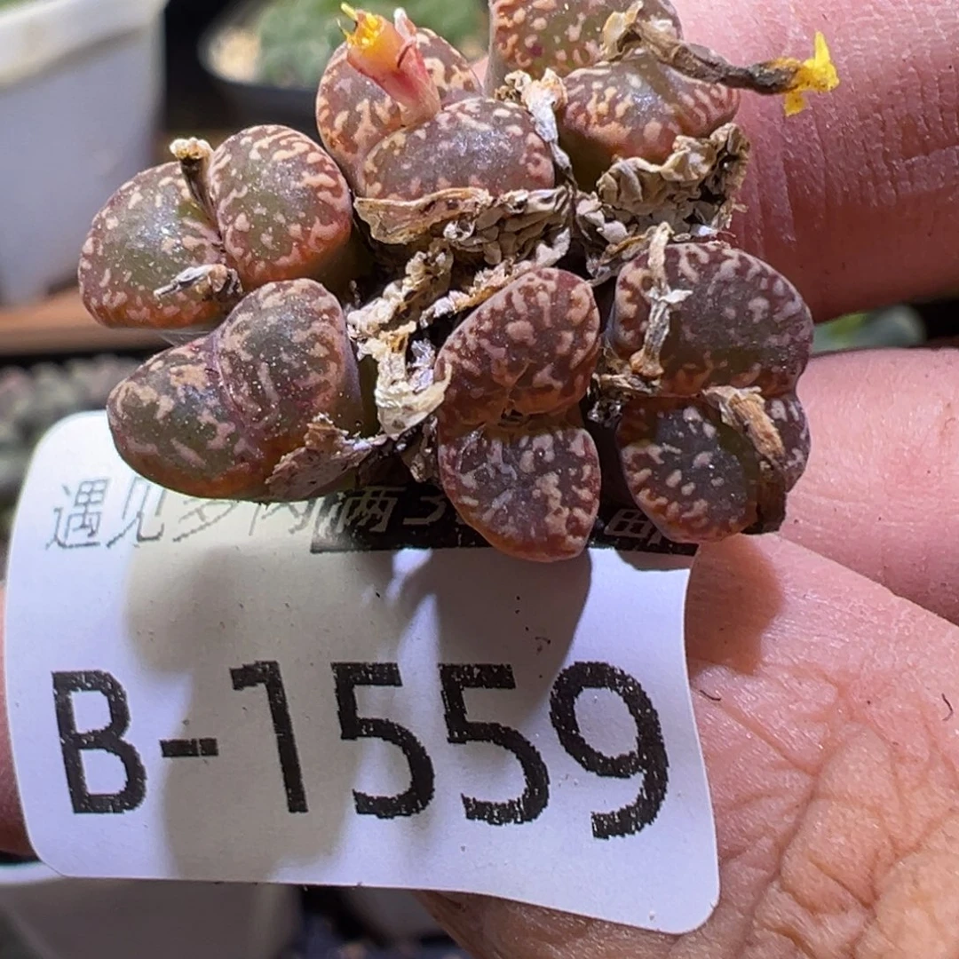 多肉植物111111111111