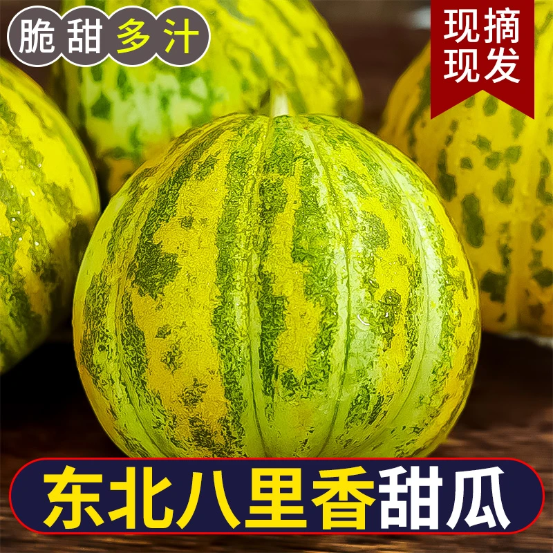 东北香瓜当天新鲜现摘吉林农家香脆甜坏瓜包赔大地八里香陆地甜瓜