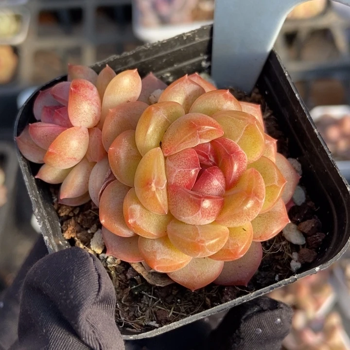 6057琴心多肉植物