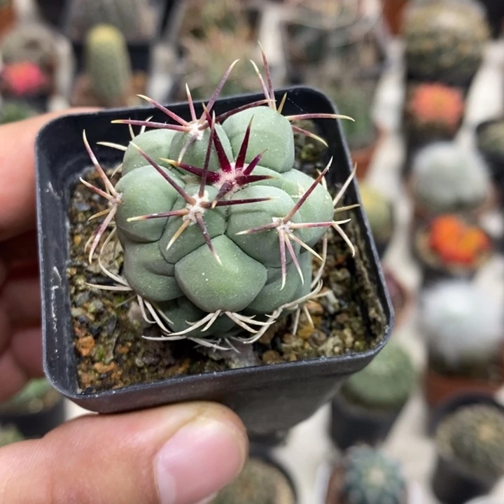 实生菲冠龙特价福利