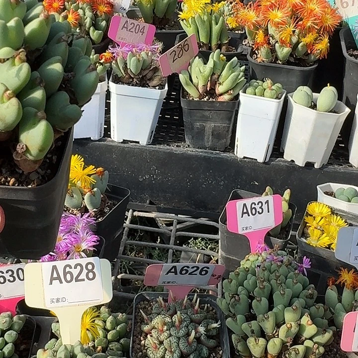 617斤哭统一战线中午