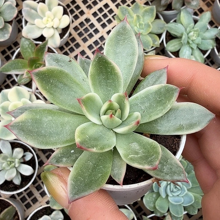 桃花锦一物一拍的