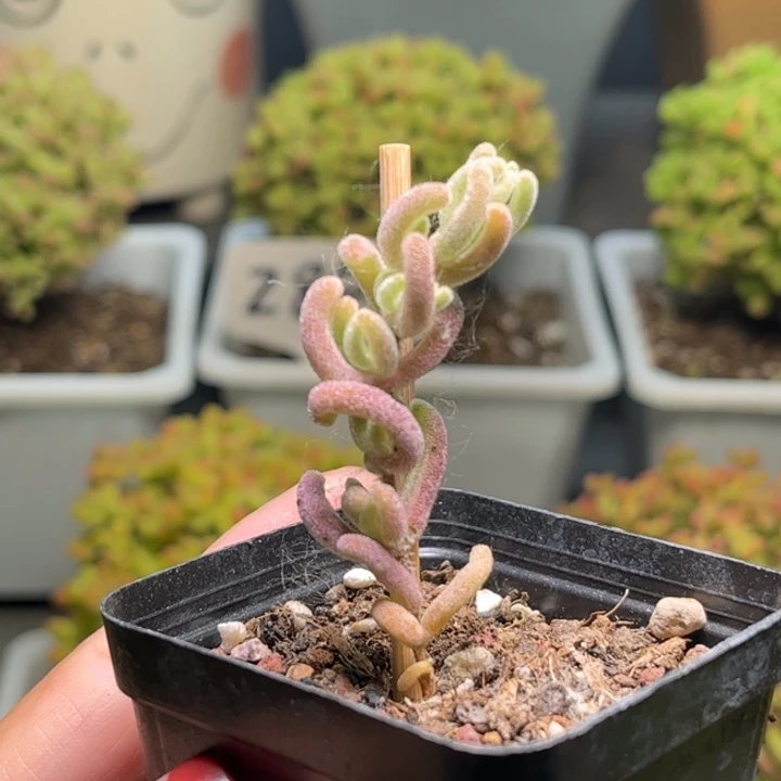 泡****?紫闪光优选枝干番杏