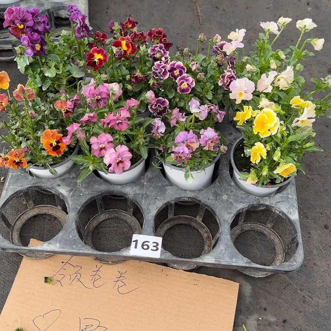 163号大花角堇清棚福利无售后