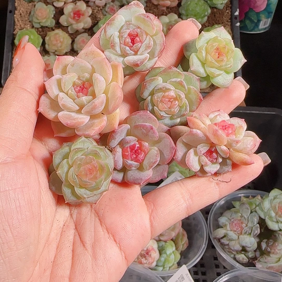 1027--404一物一拍