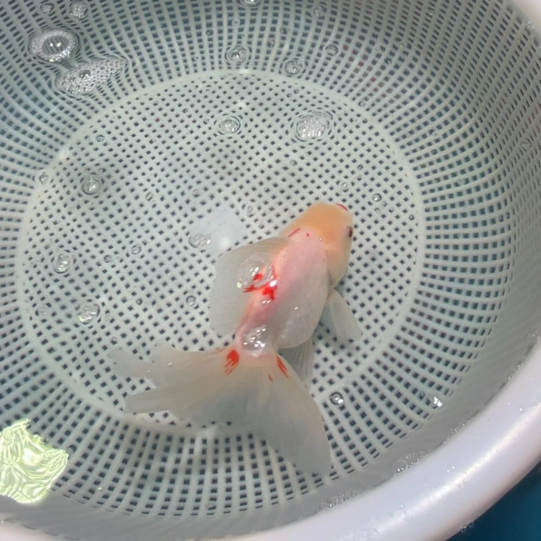 金鱼冷水观赏鱼混搭