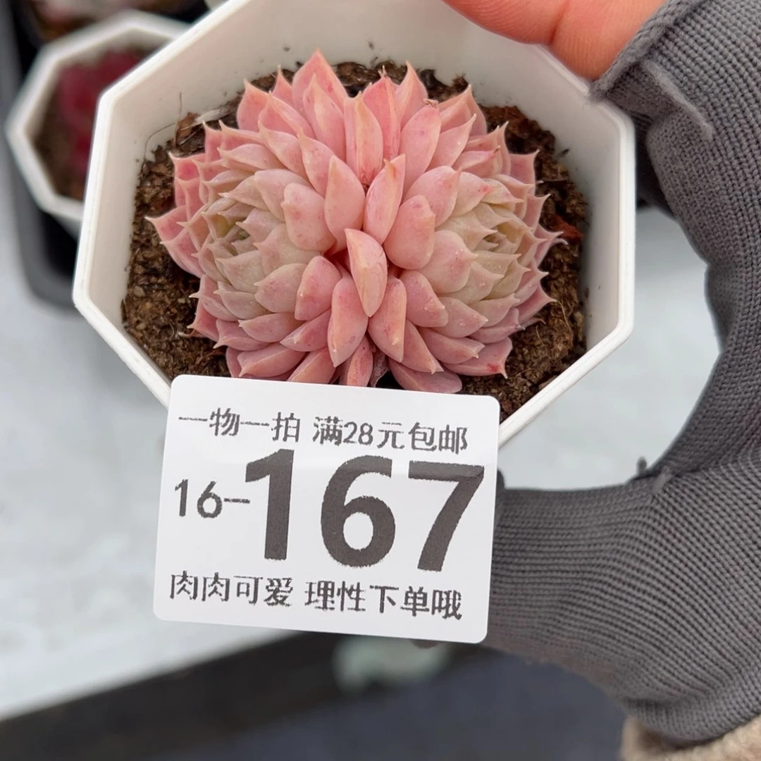 朱砂痣多肉多肉多肉多肉多肉