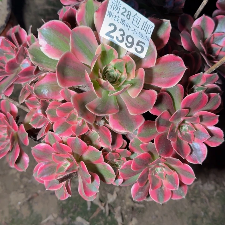 2395女妖不包断枝