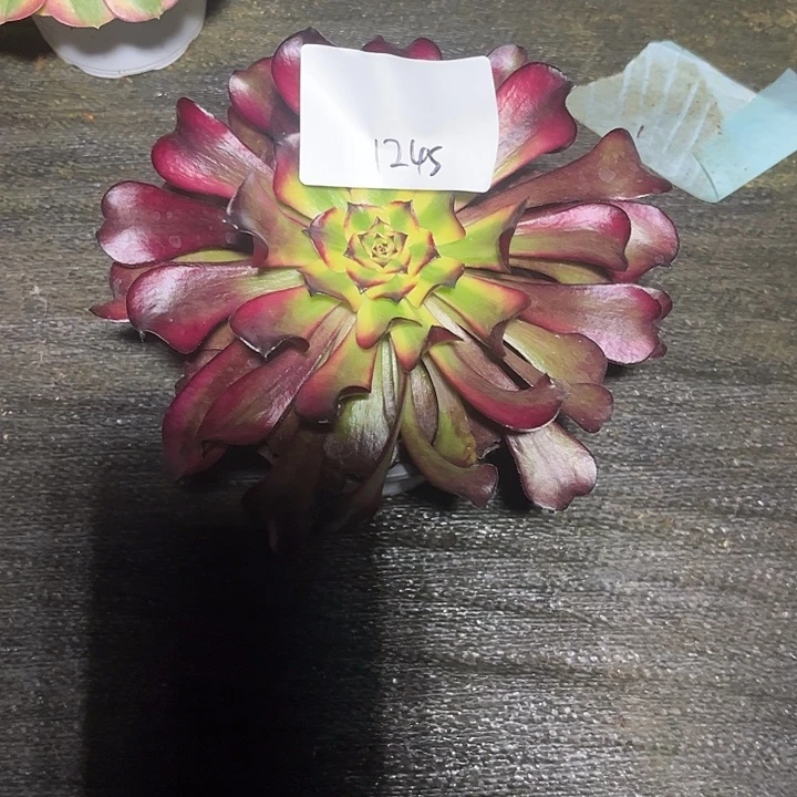 红魔女多肉植物保护1245