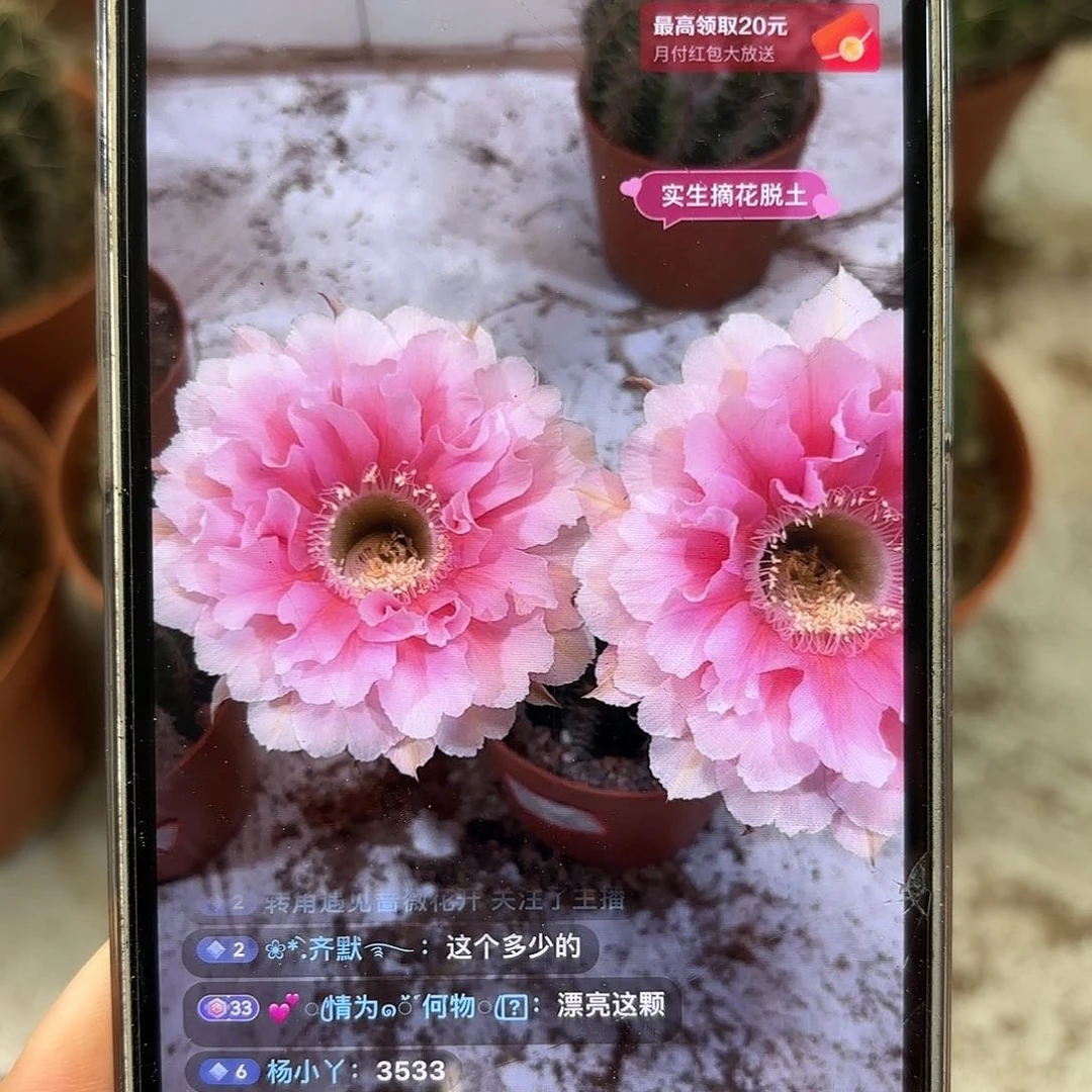 彩草珊瑚6.5-7公分左右