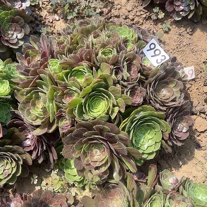 多肉植物法师993花月夜