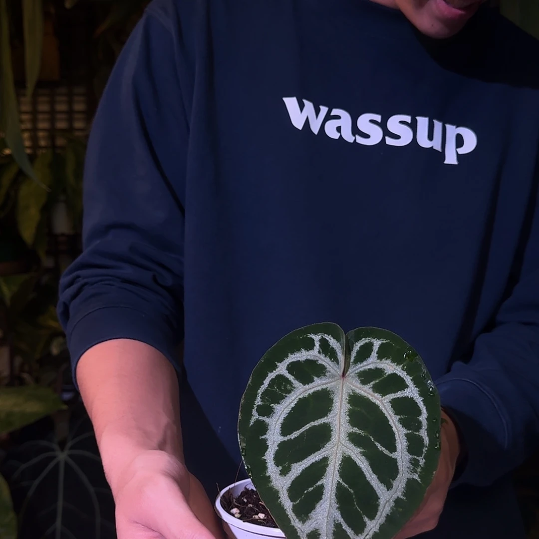 完全开放F154极致粉脉小钻石杂铜锣烧