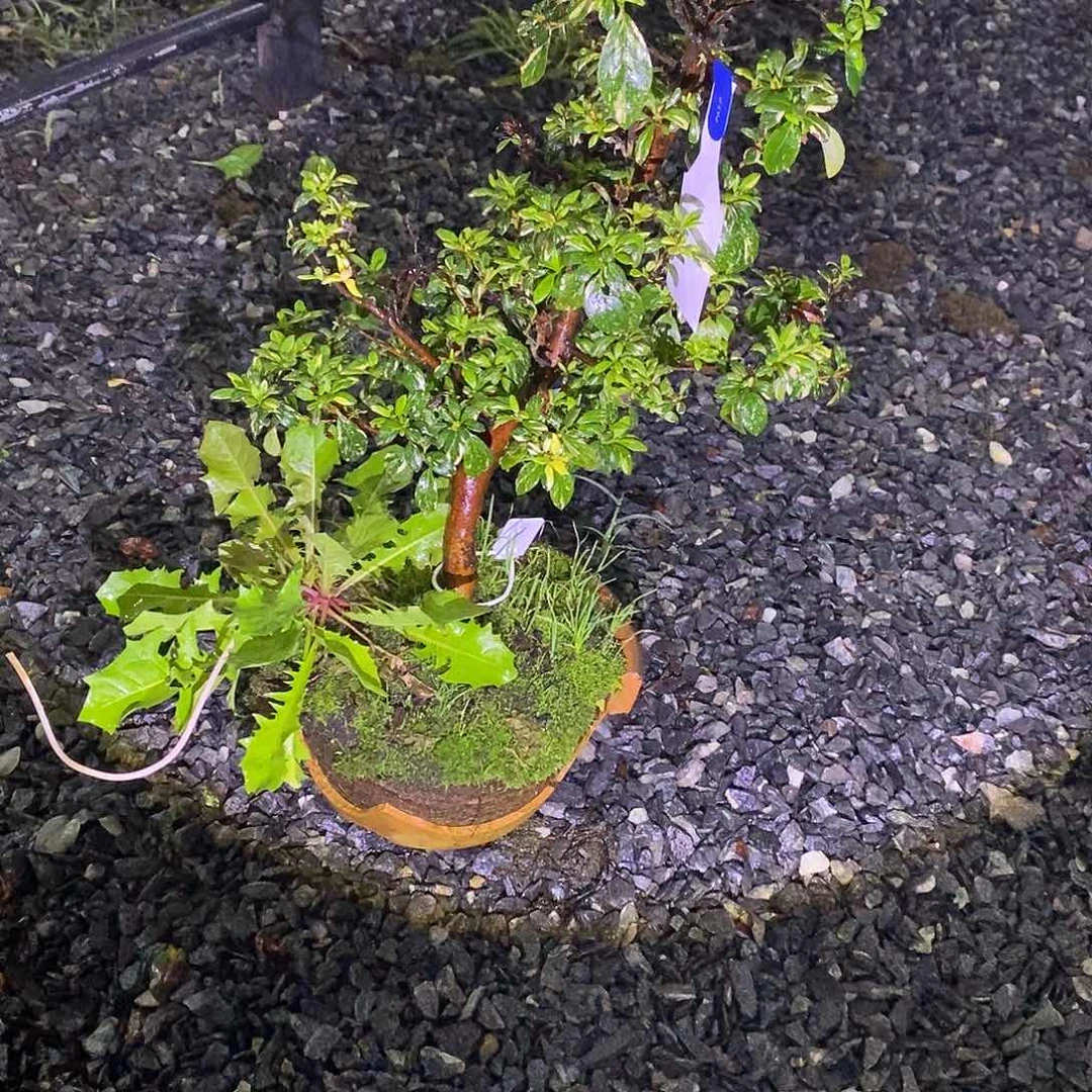 宋*杜鹃花包邮6986