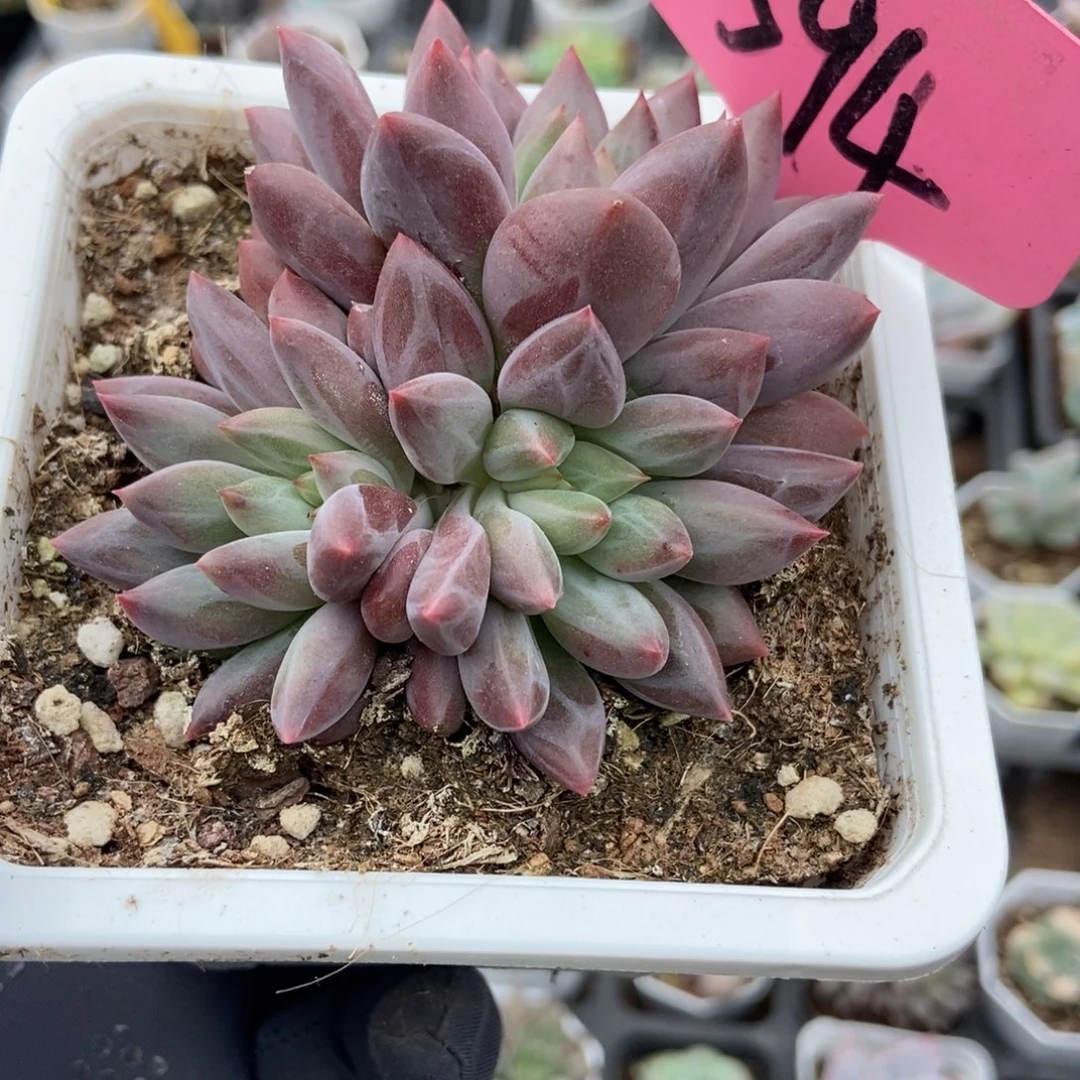 594车厘子多肉植物
