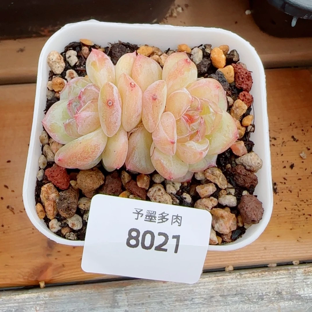 烛光，8021多肉植物