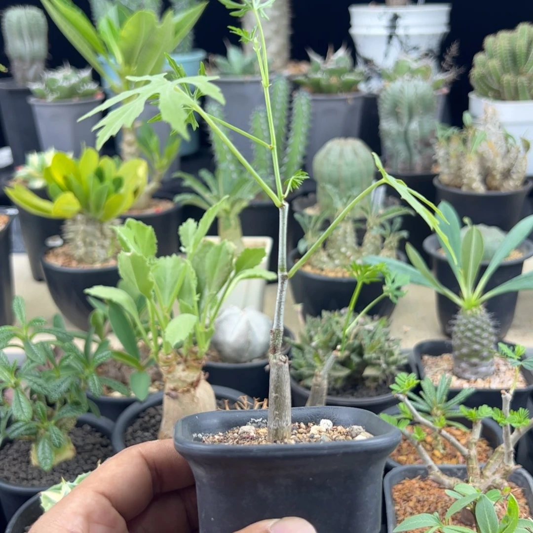 枫叶苦瓜一物一拍带盆发