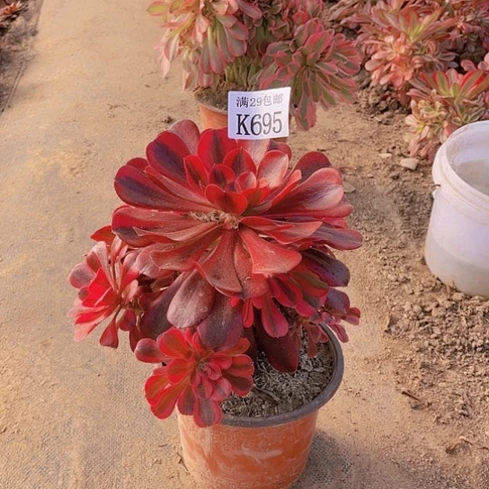 695美杜莎多肉植物